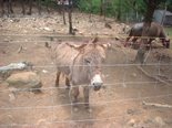 New River Zoo Animals: Donkey