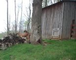 Neighboring Goat Barn